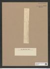 Diatomeae indet. Zeichnungen Sammlung Grunow Nr. 9745 (NHMW-BOT-W0379727)